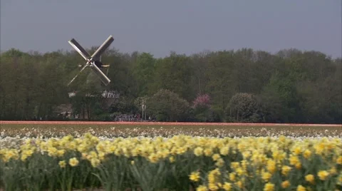 Flower field Windmill#1 Stock Footage 3882813