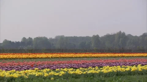 Flower field Windmill#2 Stock Footage 3933763