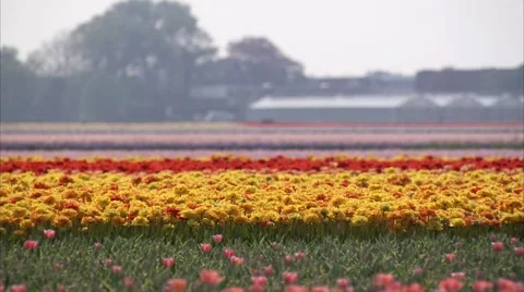 Flower field#3 Stock Footage 3936141