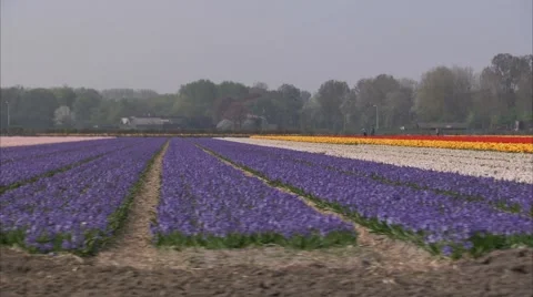 Flower field#4 Stock Footage 3938825