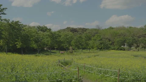 Flower fields and trees. Trees are shaking in the wind. Stock Footage 85704859