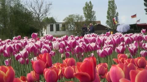 Flower Fields, Bulb Region, The Netherlands Stock Footage 10953804