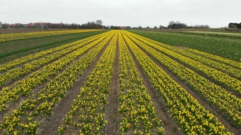 Flower fields of daffodils in the Netherlands. Typical Dutch landscape Stock-Footage 151671032
