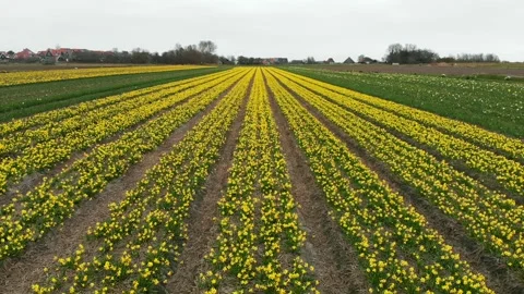 Flower fields of daffodils in the Netherlands. Typical Dutch landscape Stock Footage 151671217