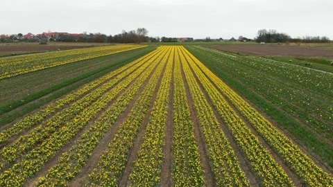 Flower fields of daffodils in the Netherlands. Typical Dutch landscape Stock Footage 151671228