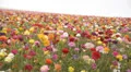 Flower Fields Dolly LM02 Persian Buttercup Dolly L Pink Red White Yellow Purp HD Footage
