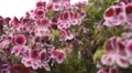 Flower Fields Dolly LM06 Dolly R Purple Pink Orange HD Footage