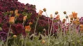 Flower Fields Dolly LM08 Dolly R Purple Pink Orange HD Footage