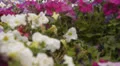 Flower Fields Dolly LM10 Dolly Up and R Purple White Pink HD Footage
