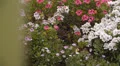 Flower Fields Dolly LM13 Dolly R Purple White Pink HD Footage