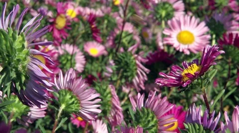 Flower Fields Stock Footage 8660502