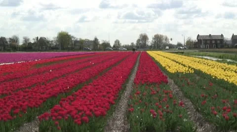 Flower Fields - Gardener Stock Footage 10953879
