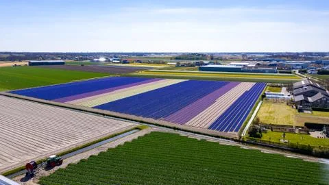 THe Flower fields of Holland Stock Photos