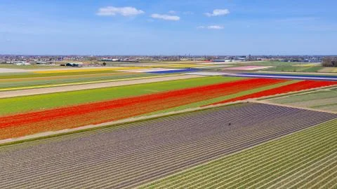 The flower fields of Holland Stock Photos