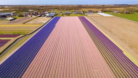 The flower fields of Holland Stock Photos
