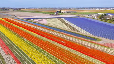 The Flower fields of Holland Stock Photos