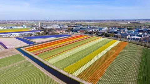 The Flower fields of Holland Stock Photos