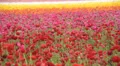Flower Fields LM01 Persian Buttercup Pink Red White HD Footage