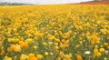 Flower Fields LM03 Persian Buttercup Yellow HD Footage