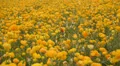 Flower Fields LM04 Persian Buttercup Yellow HD Footage