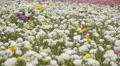 Flower Fields LM07 Persian Buttercup White Purple HD Footage