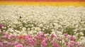 Flower Fields LM08 Persian Buttercup White Pink Yellow HD Footage