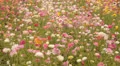 Flower Fields LM09 Persian Buttercup Pink HD Footage