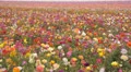 Flower Fields LM11 Persian Buttercup Pink Yellow Purple White HD Footage