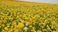 Flower Fields LM13 Persian Buttercup Yellow HD Footage