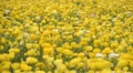Flower Fields LM14 Persian Buttercup Yellow HD Footage
