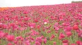 Flower Fields LM15 Persian Buttercup Pink HD Footage
