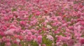 Flower Fields LM18 Persian Buttercup Pink HD Footage