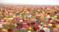 Flower Fields LM19 Persian Buttercup Pink Red White Yellow Purple HD Footage