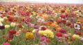 Flower Fields LM22 Persian Buttercup Pink Red White Yellow Purple HD Footage
