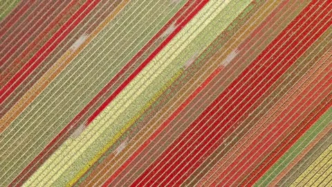 Flower fields in the Netherlands seen from above Stock Footage 231487816