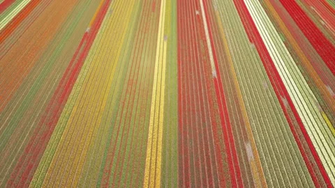 Flower fields in the Netherlands seen from above 스톡 동영상 231487832