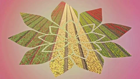 Flower fields in the Netherlands seen from above Stock Footage 231487895