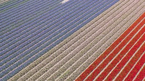 Flower fields in the Netherlands seen from above 스톡 동영상 231487897