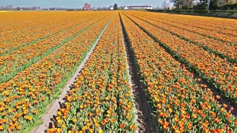 Flower fields in the Netherlands seen from above 스톡 동영상 231487899