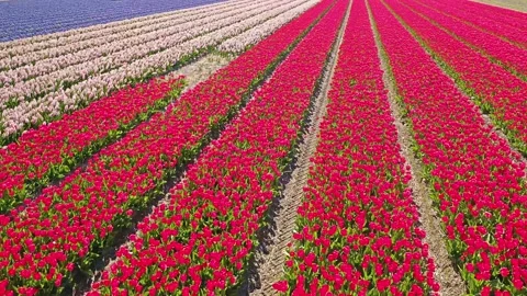 Flower fields in the Netherlands seen from above 스톡 동영상 231488015
