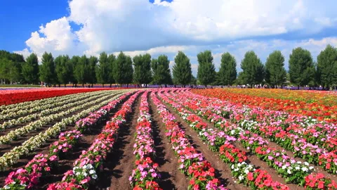 Flower Fields of Portulaca and Poplar Avenues Vídeo Stock 330447544