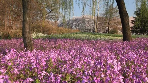 Flower Fields of Purple Mustard, Somei Yoshino Cherry Blossoms, and Willows 스톡 동영상 330175343