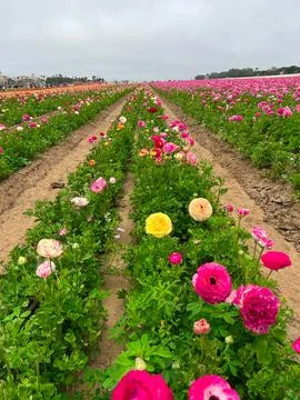 Flower Fields with Rows of Blossoms Stock Photos
