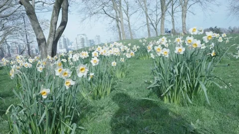 Flower Fields in the Spring Stock Footage 327576172