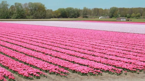 Flower fields in spring in Holland Stock Footage 127776221