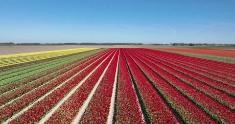 Flower fields in springtime, agricultural growing of flowers in The Netherlands. Stock Footage 308899813