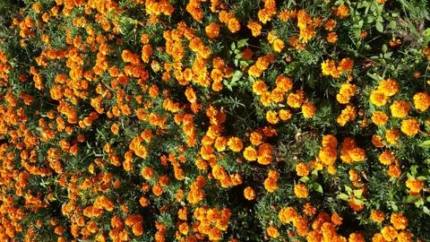 Flower fields in the summer Stock Photos