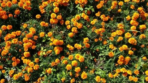 Flower fields in the summer Stock Photos