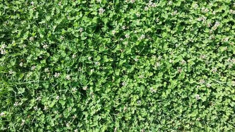 Flower fields in the summer Stock Photos