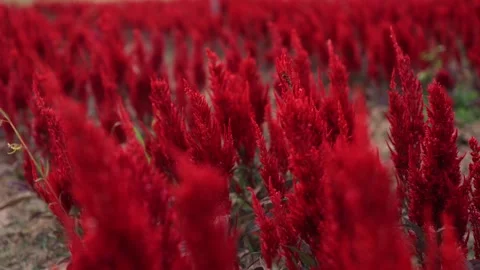 Flower fields at sunset nature background Stock Footage 295607554